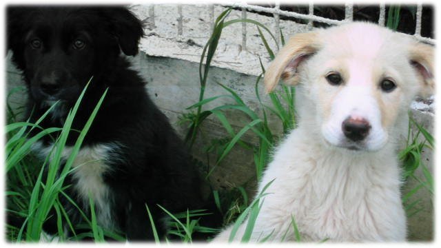 cuccioli