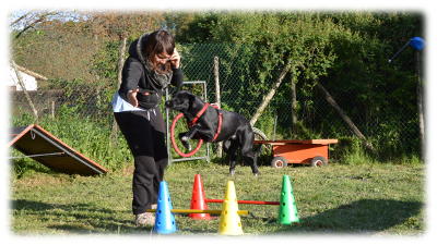 Allenamento di gruppo  di Cross-Training Dog a Roma